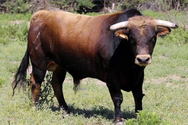 Primer duelo ganadero del Circuito de Andalucía, El Parralejo Vs Torrealta