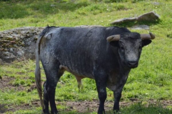 Flor de Jara y Victoriano del Río, primer duelo ganadero del Circuito de Madrid