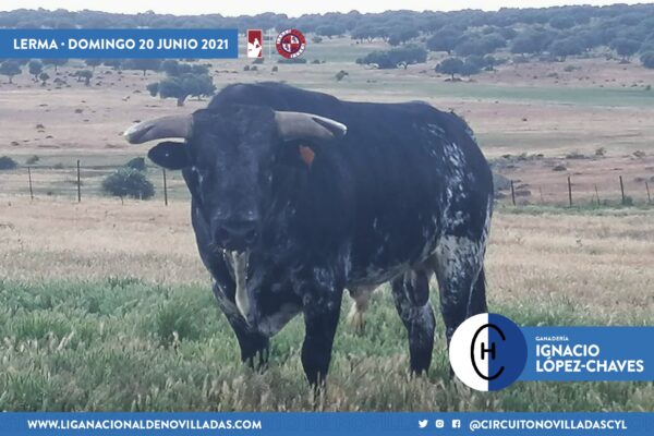 Antonio Bañuelos e Ignacio López-Chaves se enfrentan en el tercer duelo ganadero del Circuito de CyL