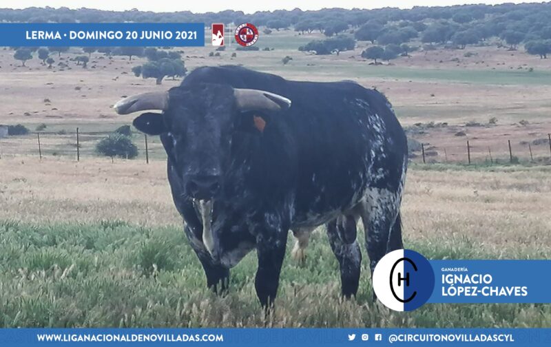 Antonio Bañuelos e Ignacio López-Chaves se enfrentan en el tercer duelo ganadero del Circuito de CyL
