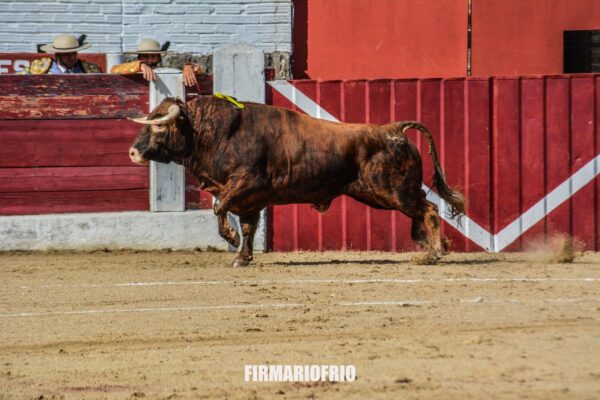 Una apuesta por la variedad de encestes, por Domingo Delgado de la Cámara