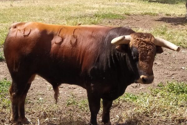 Montealto y Ganadería Quintas, segundo duelo ganadero del Circuito de Madrid
