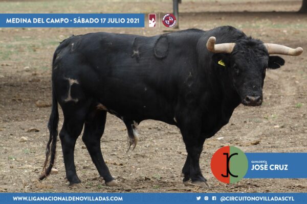 Los novillos de la última semifinal del Circuito de Castilla y León