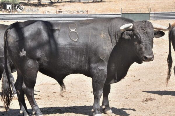 Los novillos de la primera gran final del Circuito de Andalucía