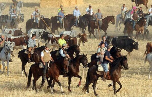 Medina del Campo y su tradición taurina, por Ana Alvarado