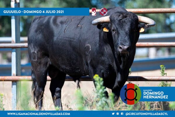 Los novillos de Hoyo de la Gitana y Domingo Hernández para el duelo ganadero de la semifinal de Guijuelo