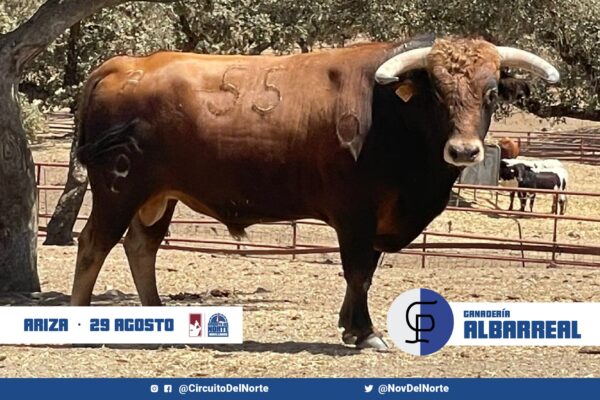 Los novillos de Albarreal para este domingo en Ariza, tras la suspensión en Cangas de Onís