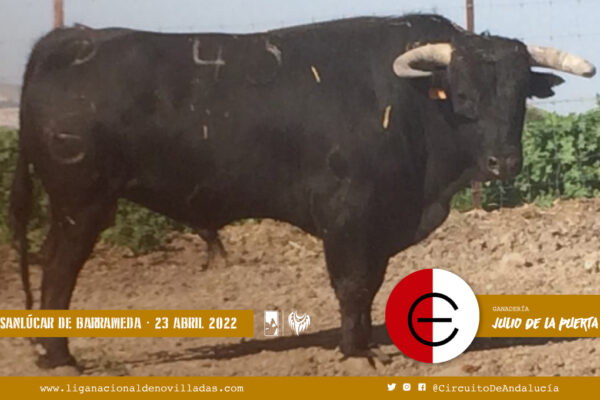 Novillos de Julio de la Puerta y El Parralejo para el inicio del Circuito de Andalucía