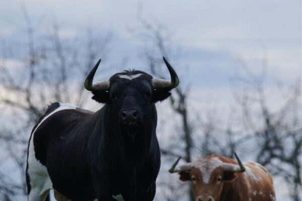 Galache, ganadería salamantina, pisa este fin de semana el ruedo de la Copa Chenel