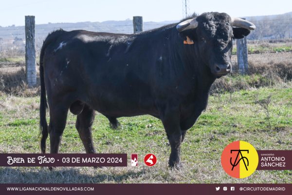 Los novillos de Antonio Sánchez y Monte la Ermita para Brea de Tajo