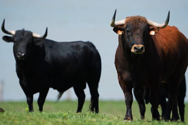 Abierto el plazo de inscripción para las ganaderías que quieran participar en el Circuito de Andalucía 2024