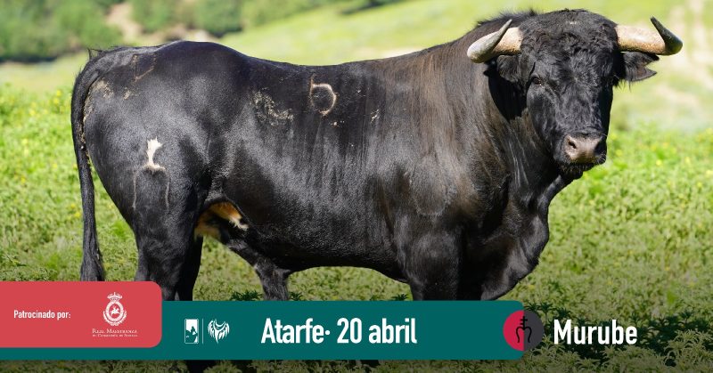 Los novillos de Murube para Atarfe