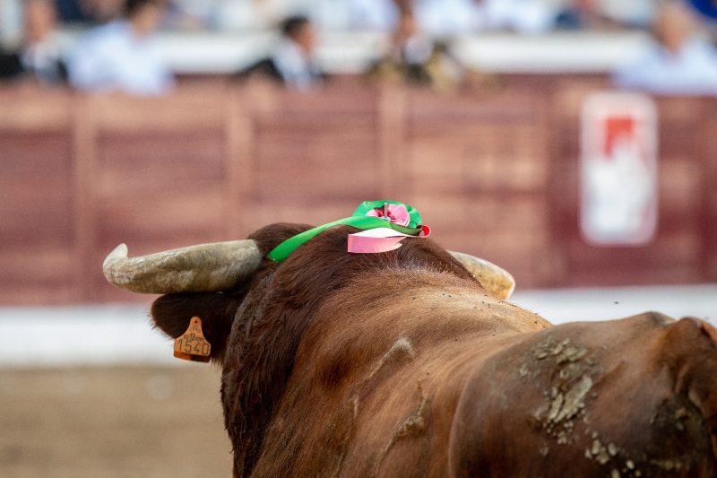 Triunfo rotundo, un año más, de Baltasar Ibán