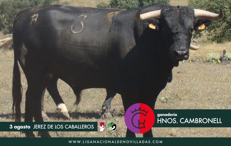 Los novillos de Hermanos Cambronell para el inicio del Circuito de Extremadura