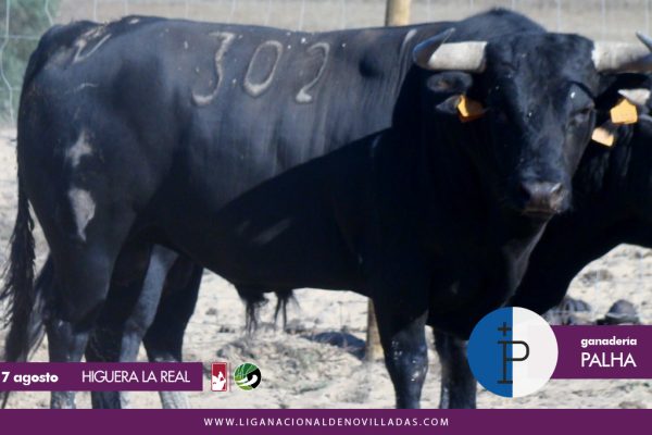 Los novillos de Palha para la última clasificatoria del Circuito de Extremadura