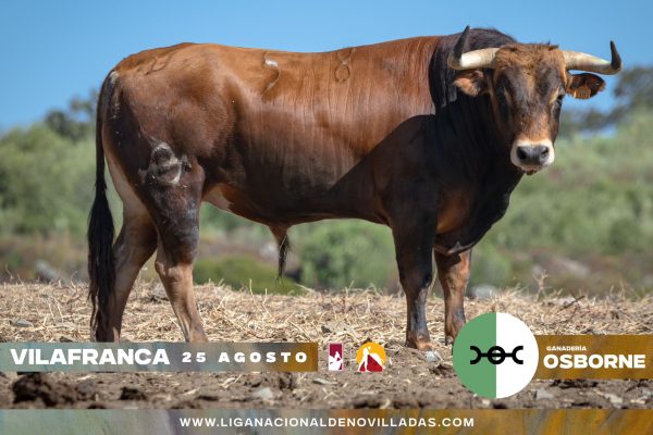 Novillos de Osborne para el último festejo de fase clasificatoria en Vilafranca