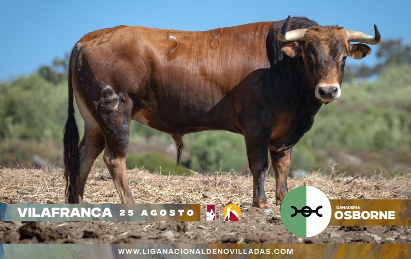 Novillos de Osborne para el último festejo de fase clasificatoria en Vilafranca