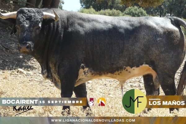 Novillos de Los Maños para la última semifinal del Circuito Valenciano de Novilladas