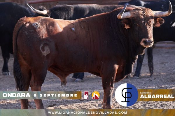 Novillos de Albarreal para la primera semifinal del Circuito Valenciano de Novilladas
