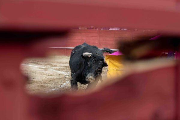 El Circuito de Andalucía abre el plazo de inscripción para las ganaderías participantes en 2025