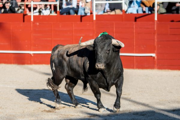 Abierto el plazo de inscripción para ganaderos que deseen participar en el Circuito de Extremadura 2025