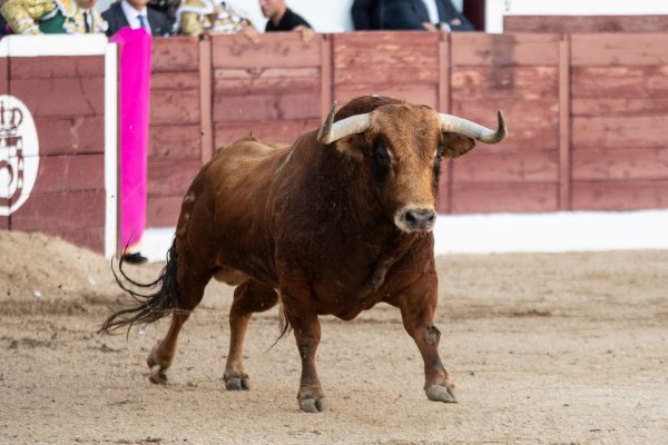 Las ganaderías del Circuito de Madrid 2025