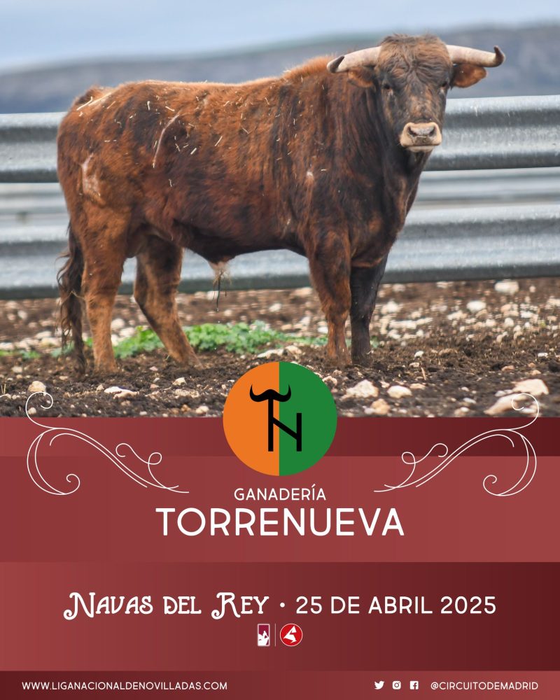 Novillos de Torrenueva y El Retamar para Navas del Rey