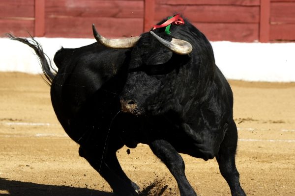 Ranking de las ganaderías más lidiadas en el Circuito de Castilla y León