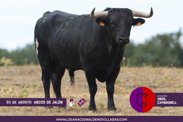 Los novillos de Hermanos Cambronell abren el Circuito de Castilla y León 2025