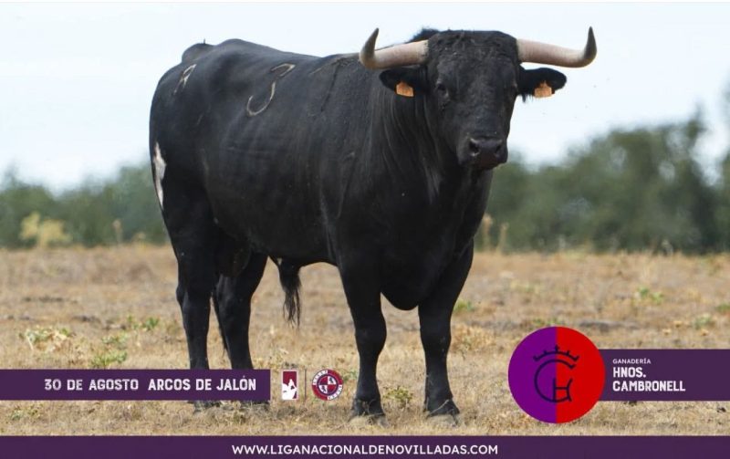 Los novillos de Hermanos Cambronell abren el Circuito de Castilla y León 2025