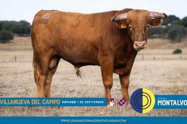 Los novillos de Montalvo cierran la fase clasificatoria en Villanueva del Campo