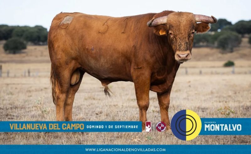 Los novillos de Montalvo cierran la fase clasificatoria en Villanueva del Campo