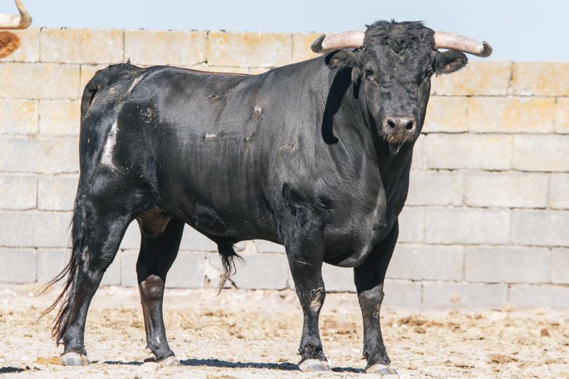 Los novillos de Antonio Palla para la Gran Final de Herrera de Pisuerga
