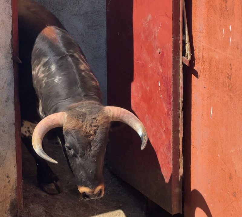 «Fundador», de Cerro Longo, abre la Gran Final del Circuito de Madrid