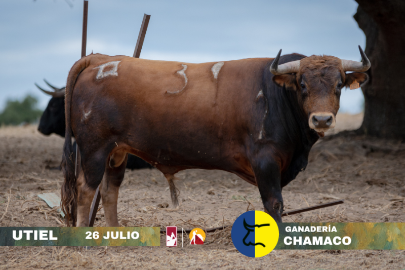 Novillos de Chamaco para la primera novillada clasificatoria del Circuito Valenciano de Novilladas 2025