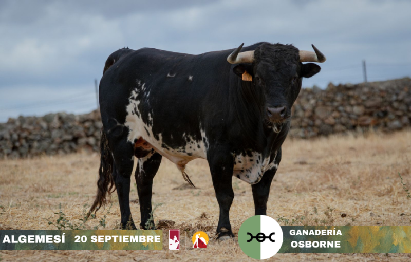 Novillos de Osborne para la segunda semifinal del Circuito Valenciano de Novilladas 2025