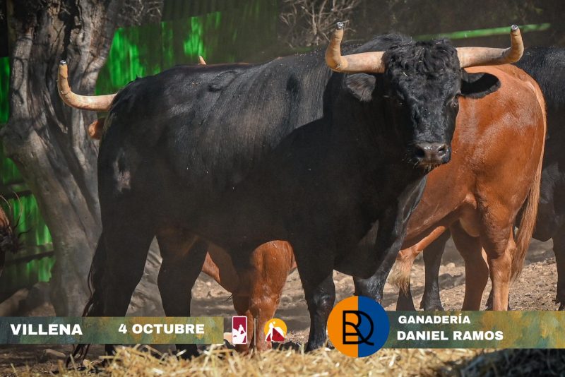 Novillos de Daniel Ramos para la Gran Final del Circuito Valenciano de Novilladas 2025