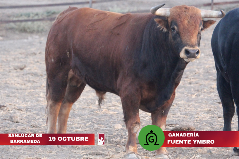Novillos de Fuente Ymbro para la Gran Final de la Liga Nacional de Novilladas 2025