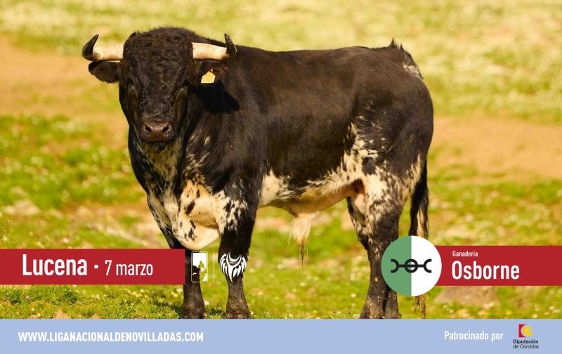 El primer novillo de la Liga Nacional de Novilladas 2026: Macuto