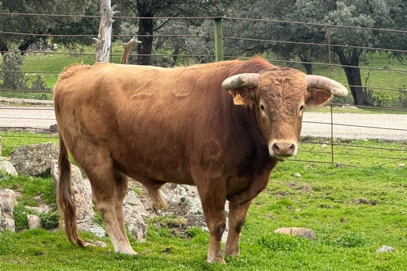 Los novillos de El Retamar y Flor de Jara para San Agustín del Guadalix