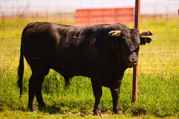 Reseñados los de Luis González Conde para la última clasificatoria del Circuito de Andalucía 2026