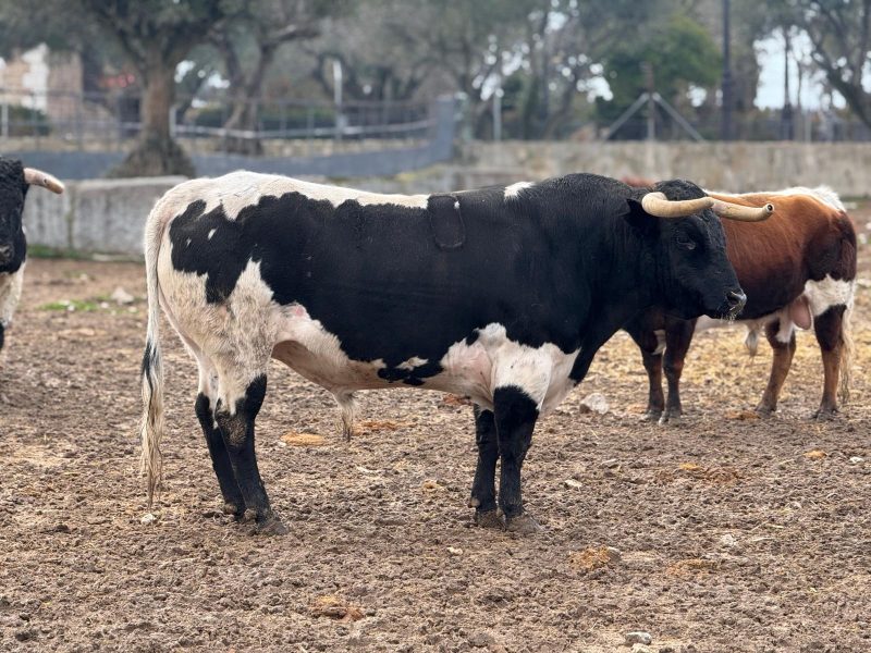 «Moneda», de Quintas, abrirá el Circuito de Madrid