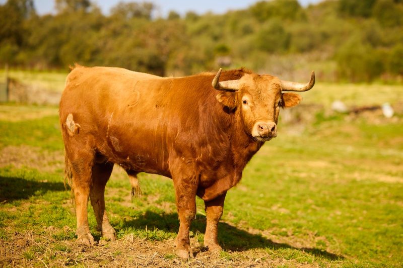 Los novillos de Osborne para la novillada inaugural del Circuito de Andalucía 2026