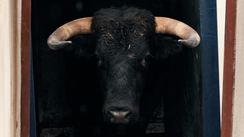 Corregido, de Ángel Luis Peña, abre la tarde en Valdetorres de Jarama