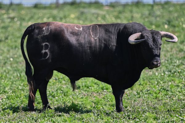 Los de Fermín Bohórquez para la segunda semifinal del Circuito de Andalucía