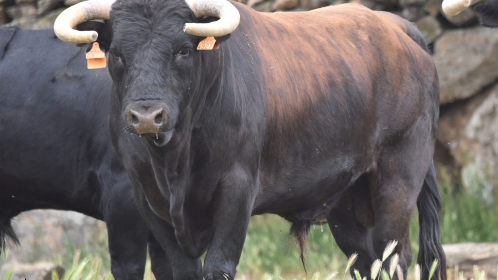 «Cuneador» de Los Eulogios, abre la semifinal de Algete