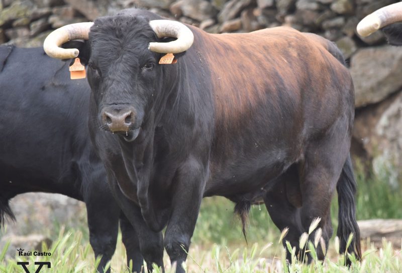 «Cuneador» de Los Eulogios, abre la semifinal de Algete