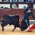 Pedro Montaldo vuelve a Las Ventas en una nueva cita de compromiso