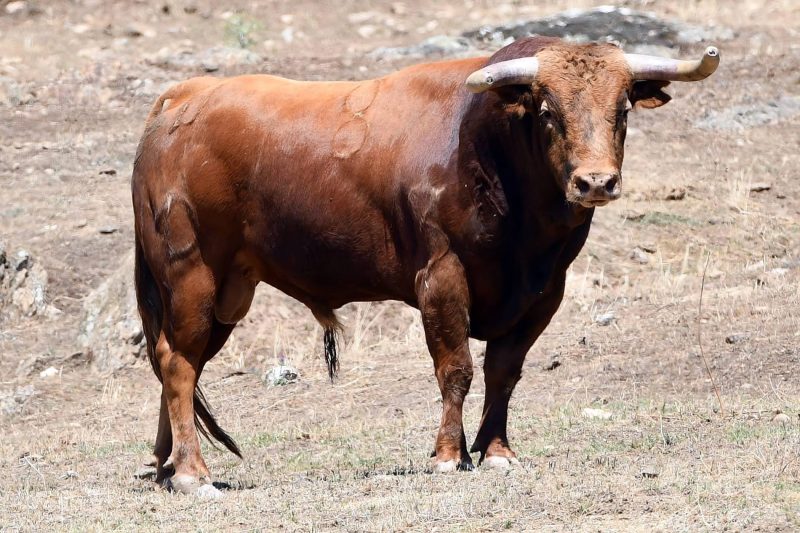 «Ranchero» de Montealto abre la Gran Final en San Martín de Valdeiglesias