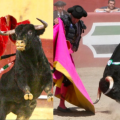 Los novillos que han ido dejando huella en el Circuito de Novilladas de Extremadura